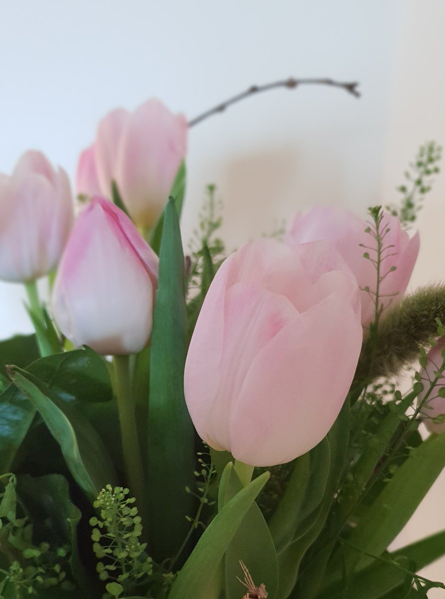 LucyAHorne's tweet photo. Received some gorgeous flowers from a couple who's baby I delivered on Monday, they picked out Tulips because they're the birth flower of of October ... Never knew each month had a birth flower ! #150Leaders https://t.co/vpp9GRq0Hx