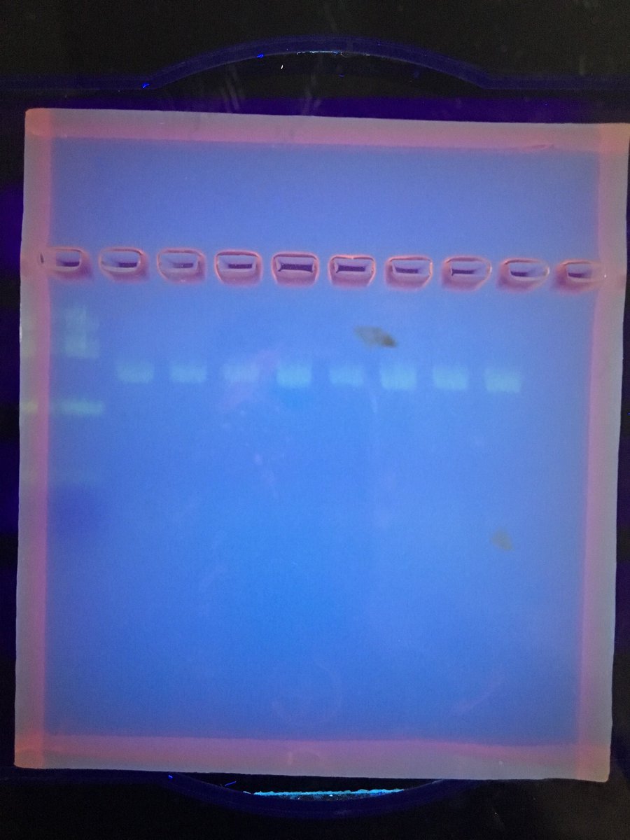B2bNnj's tweet photo. #STEM #B2B #LSAMP scholars extracted and sequenced DNA from unknown specimens, then ran database comparisons and used computer programming to identify “unknowns” and construct/refine evolutionary trees @pcccstem @DNALC Bioinformatics workshop https://t.co/epOYm7DVzs
