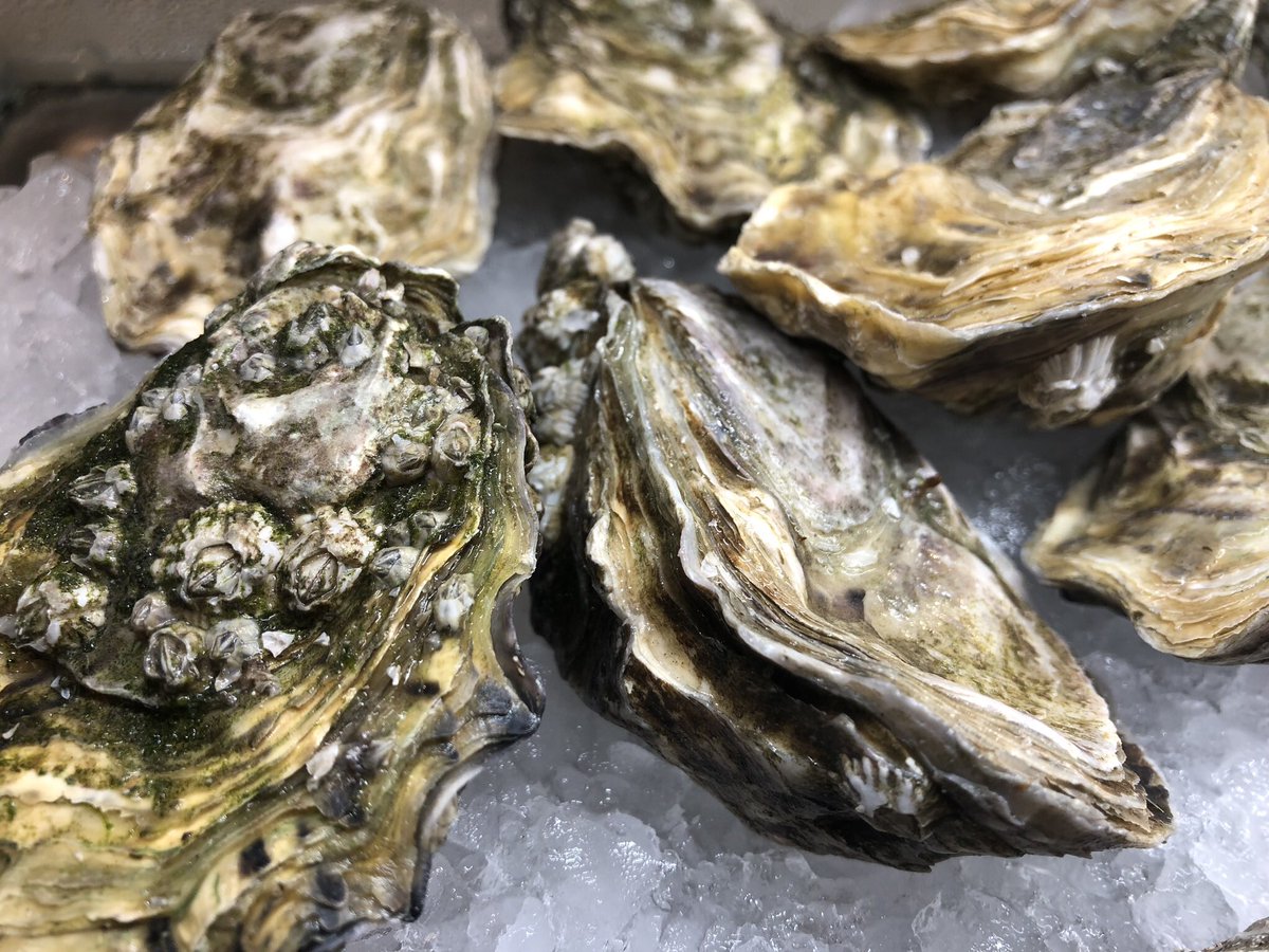 BarThonet's tweet photo. Ostras Louis N 4 Argent al natural... #PremiumQuality GrillRoom
.
.
.
#albertventura #courebcn #restaurantcoure #reinterpretarlatradicion #Foodie #Barcelona #Restaurante #Restaurant #FoodieBcn #Gourmet #gourmetexperience https://t.co/Nf4t34o2Cg