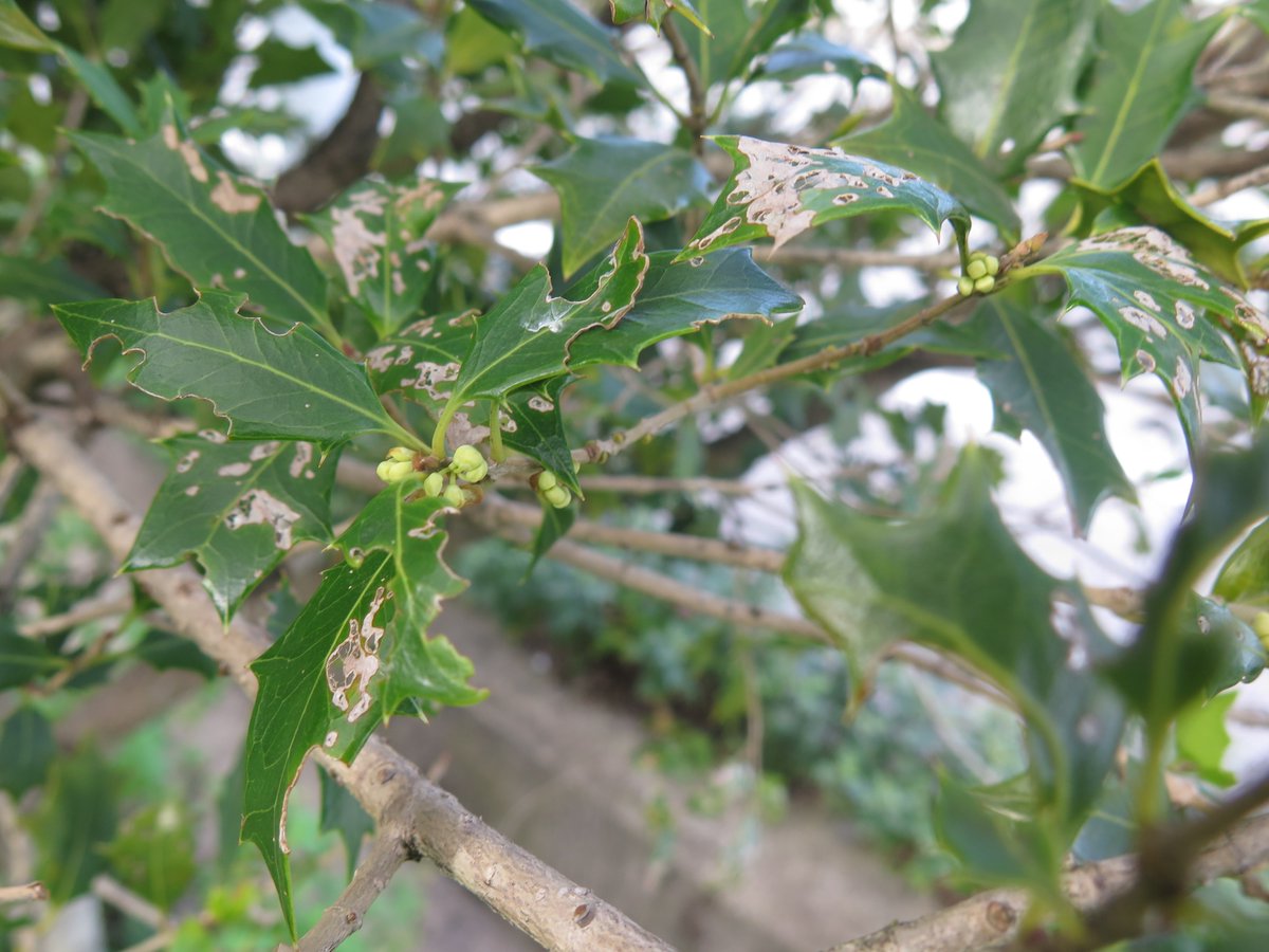 たつ たかし龍 隆 おはら野 ヒイラギ柊のつぼみ この数年 激しく虫に食べられる 若葉のころから葉っぱがなくなるまで食べ尽くす 花の量がめっきり減ってる
