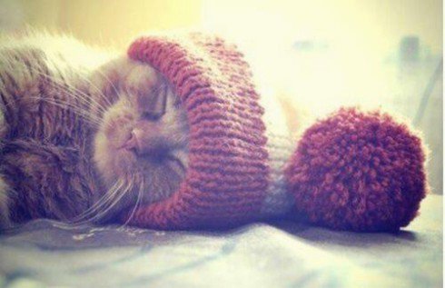 AnimalsNBeyond's tweet photo. So cute https://t.co/sryGHFg701