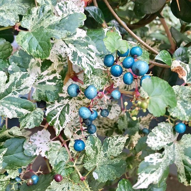 DoigtsFleuris's tweet photo. La vigne vierge à fruits bleus est Originaire de Chine du Nord-Est, elle pousse bien dans les jardins des régions tempérées.
Cette belle grimpante est très appréciée pour ses baies décoratives aux couleurs remarquables.
D'abord vertes, elles deviennent r… https://t.co/0zTlfDtoSm https://t.co/Xq79y16WQW