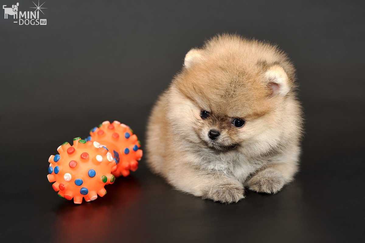 Маленькие Собаки Mini-Dogs on X: Выставлена на продажу милая  рыже-соболиная девочка Померанского шпица Ясмин-Гранта, размер мини.  https://t.co/8lJXGkCIwB #ПомеранскийЩпиц #Щенки #шпиц #ЩенкиШпица  #МаленькиеСобачки #MiniDogs #spitz #pomeranian ...