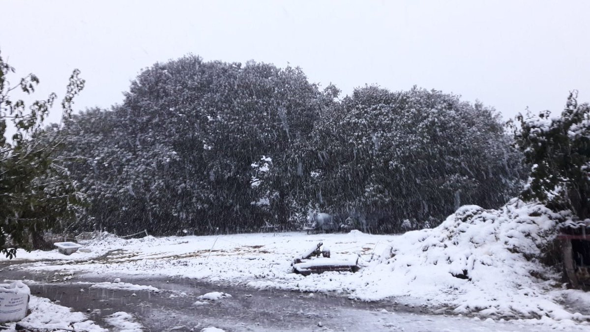 OTempoTVG's tweet photo. #Olatempo a ❄️tamén chegou a comarcas do interior da provincia de Pontevedra. #Lalin #Dozon #Agolada están tinguidas de branco esta mañá. A cota de ❄️irá ascendendo ao longo do día ata os 1200 m #Felizdomingo
📸Marta Díeguez (Dozón)
📸Isabel García (Lalín) https://t.co/gNtaRY8wXf