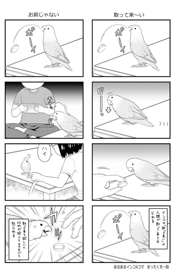 あるあるインコ4こま　50
50回目なので二本立て?
前に動画をツイートしたネタだけど漫画にしてなかったので 