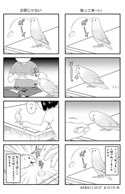 あるあるインコ4こま　50
50回目なので二本立て?
前に動画をツイートしたネタだけど漫画にしてなかったので 