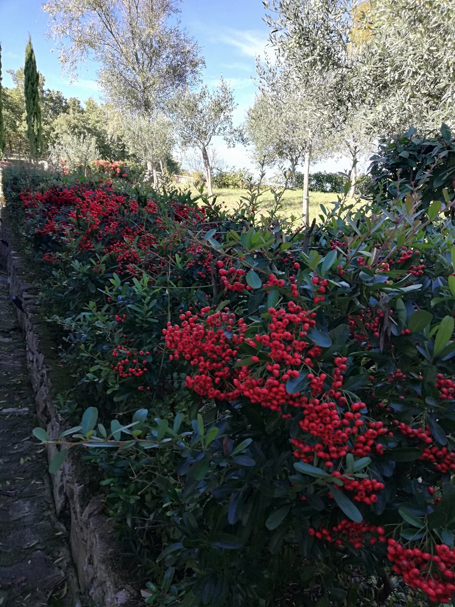 laforesteriadis's tweet photo. L'autunno e i suoi splendidi colori ..colori colori #laforesteriadisanleo #farmhause #nature #green 
#bellascoperta #coloridautunno #dolomitilucane https://t.co/X2HP2sSxGr