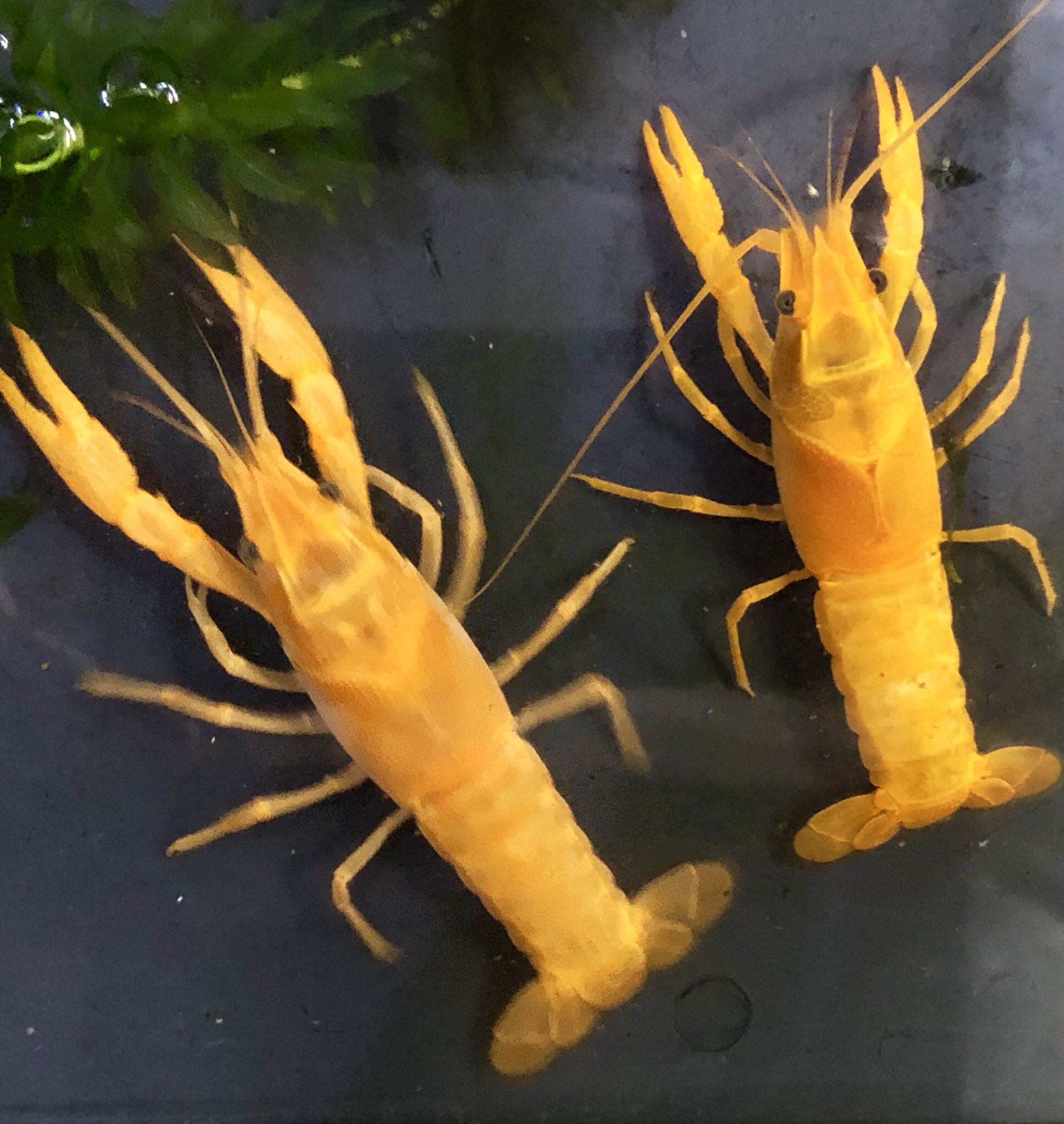 Mishima高岡店 ゴールデンキングザリガニのペアです お客さんが殖やして持ってきてくれました ザリガニ ゴールデンキング T Co Shzxsx6ode Twitter