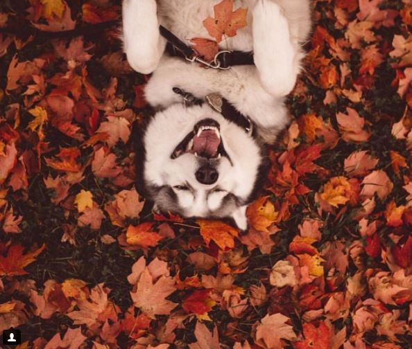 WeLoveSunkissed's tweet photo. Playtime...💖
#Sundayfun #laughingdogs #Autumn #Cutedogs #cuteanimals #weekendvibes #weekendfun #outdoors https://t.co/lAZe8kSJ8V