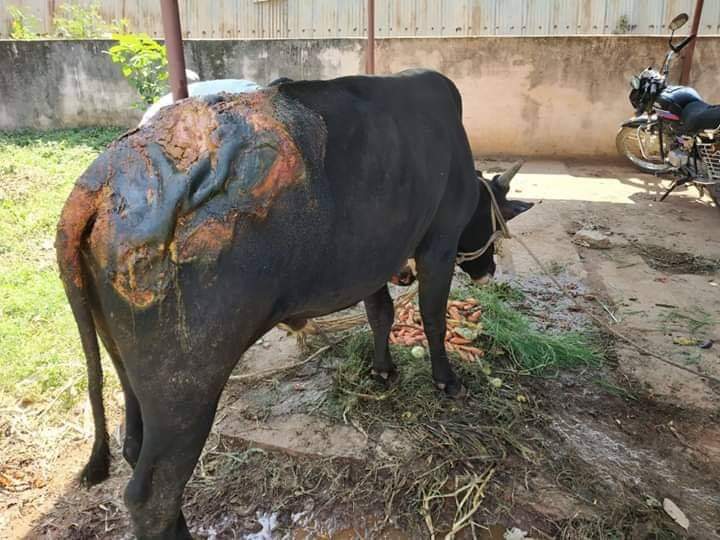 18 cows suffered acid attacks in Umargam in last 2 months