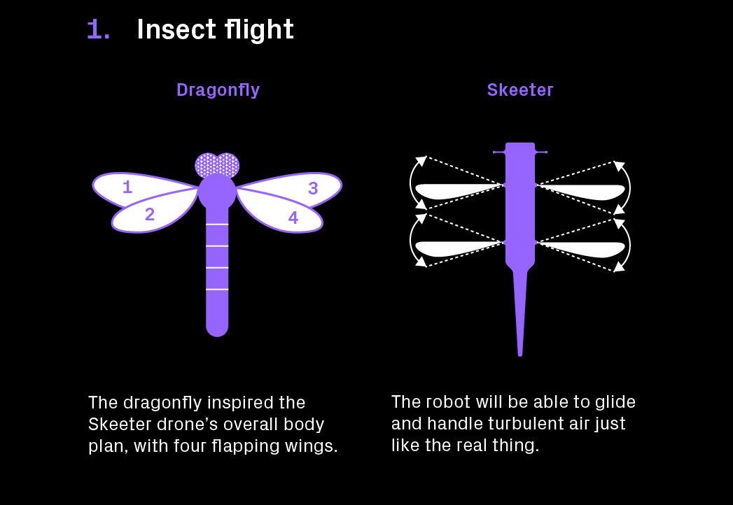 AnimalDynamics_'s tweet photo. We were recently featured in @TechnologistEU, along with @EPFL_en - producing #drones based on the dynamics of #dragonflies
https://t.co/UHuCwfRbGL
#evolvedperformance #skeeter https://t.co/xuj7NIvEJn https://t.co/KN6Izcjifd