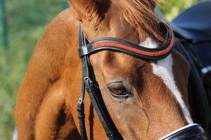 StampedeEq's tweet photo. Have a wonderful Sunday to you thanks for all the RTs! Great to follo #HorseChatHour #PayrollsUKltd  #haynetblog #HorseBloggers_  #ponyhour #EquineHour #HorseHour #TheDressageHour  #eventinghour #riderhour #DressageCoach #poniemadmollie #DayGee #SummerhouseEC #tackroomfriday https://t.co/REHkrZRJ5N