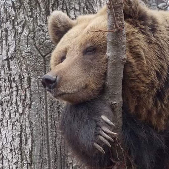 Wish you a beautiful and lazy Sunday! Like me! <a href="/LibeartyBears/">Libearty Sanctuary</a> #bears #wild #zarnesti #romania #sanctuary