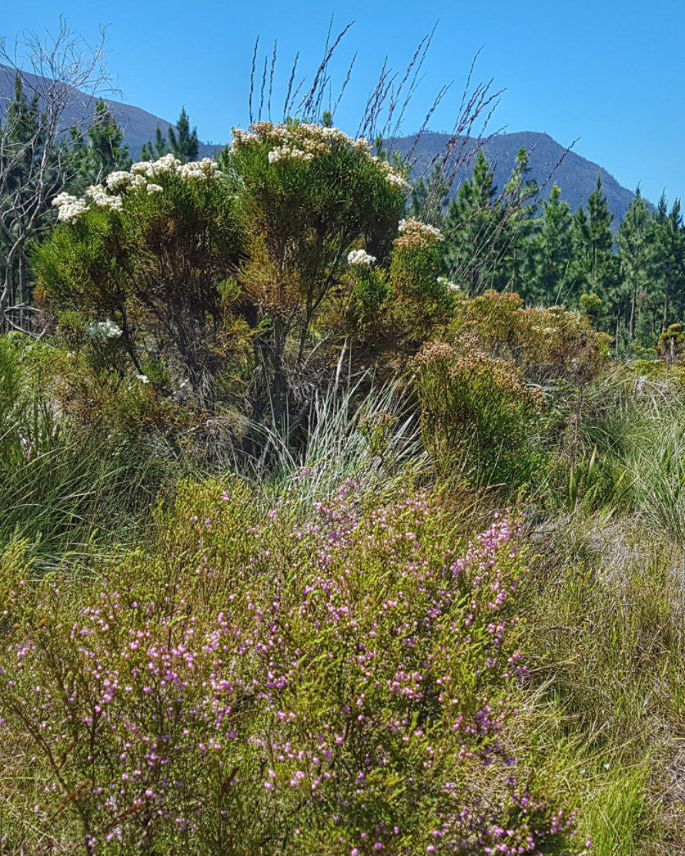 JReadsTheRoom's tweet photo. RT TsitsikammaT "RT koukamma: The #Fynbos is "singing" this Spring in Tsitsikamma and the Langkloof! Flowering Fynbos, wildflowers and lilies just springing up along the side of the road! Wow, we live in a beautiful region of South Africa!
#ExploreL… https://t.co/FUwl7NVC3Z"