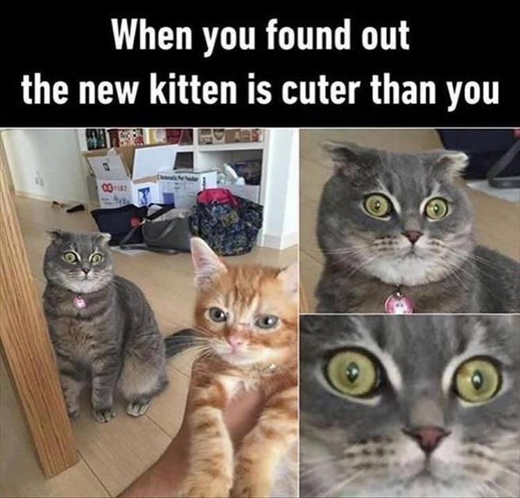 Tee_market's tweet photo. LoL! I love the expression 😄😄
#Caturday #CatsOfTwitter #cat #fuunycat #Jealous #jealouscat #funnyexpression #hilarious #cats #Kitty #kitten https://t.co/axoTyEHu2b