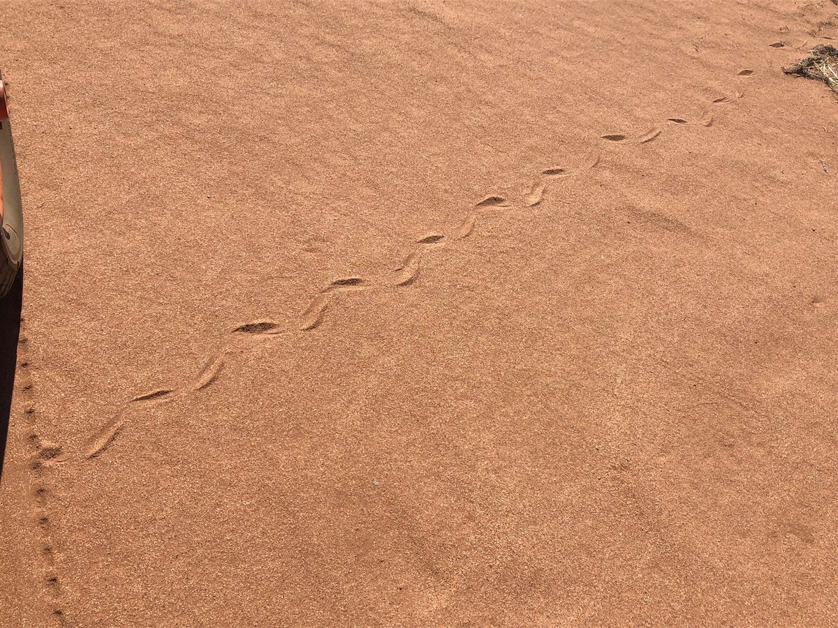 This prick has apparently more into the hay shed this morning- hate the fukers