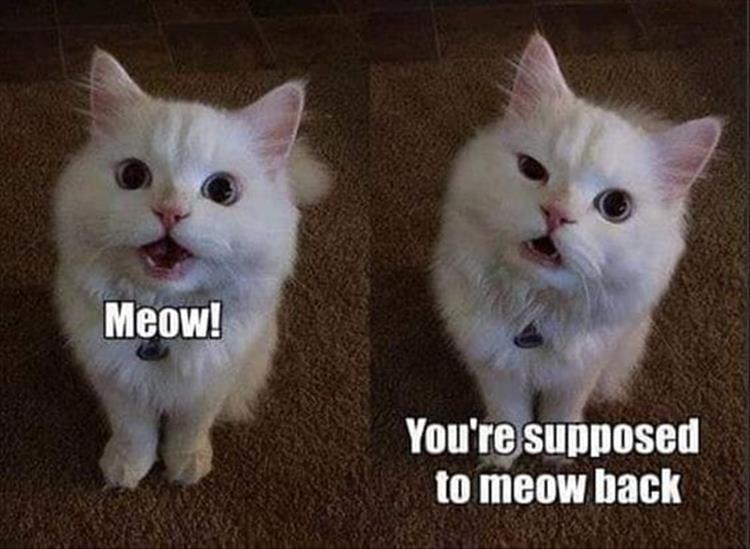 Tee_market's tweet photo. Meow 🐱🐱
#Caturday #CatsOfTwitter #cat #fuunycat #Jealous #jealouscat #funnyexpression #hilarious #cats #Kitty #kitten #SundayMotivation #SundayThoughts https://t.co/HaS6FQ5eDl