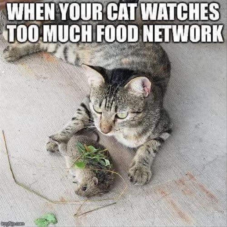 Tee_market's tweet photo. Yummy 😻😻
#Caturday #CatsOfTwitter #cat #fuunycat #Jealous #jealouscat #funnyexpression #hilarious #cats #Kitty #kitten #SundayMotivation #SundayThoughts #FoodFantasy #Cooking #cook #appetizer #flavour #veggie #veggiecat #vegancat #funny #funnymeme https://t.co/9UiwdoJTtY