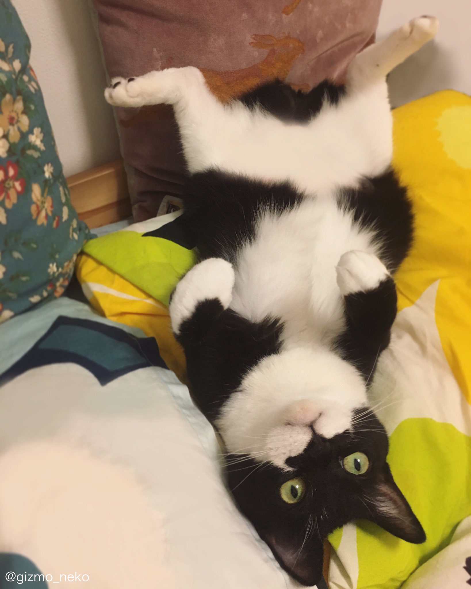 ギズモさん Ar Twitter 起きたら夕方だった時の猫 ギズモさん Ar Twitter 起きたら夕方だった時の猫