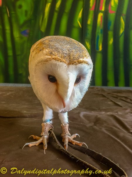 OwlOccasions's tweet image. A wonderful day spent with the 36 French Telligo @Telligo students and Professors at Tockington Manor School @TockingtonManor for their Harry Potter themed week. The Birds resided on the stage observing the students and some put spells on the students who wished to take them home