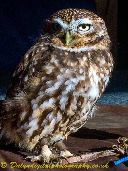 OwlOccasions's tweet image. A wonderful day spent with the 36 French Telligo @Telligo students and Professors at Tockington Manor School @TockingtonManor for their Harry Potter themed week. The Birds resided on the stage observing the students and some put spells on the students who wished to take them home