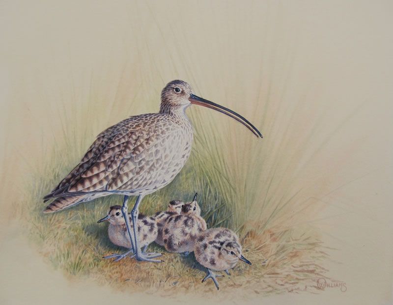*EVENTS*

The Shropshire GWCT Committee invite you to their Annual Countryside Drinks at Leighton Hall in Shrewsbury on 8 November.

We're also auctioning a framed original from Owen Williams painting, 'Curlew'. 

Book online here: 

gwct.org.uk/events/calenda…