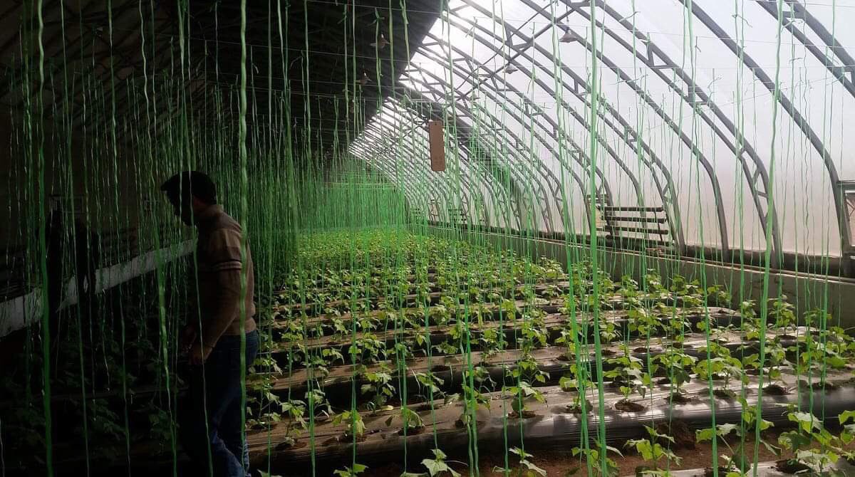 Дөрвөн улирлын хүлэмж ар араасаа ашиглалтанд орсоор л...