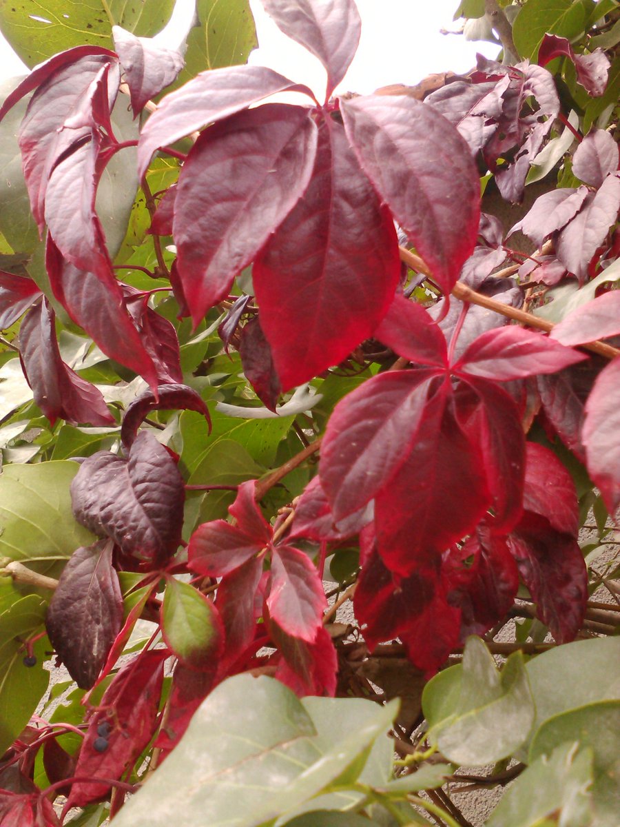 vasy13ionela's tweet photo. #leaves , #rustyleaves , #brickleaves , #reddishleaves , #leavesofbrass , #coppercolored , #brown , #green , #ivy , #autumn , #fall , #nature #π³ #π #π #π #π· https://t.co/eT4jy9RG3T