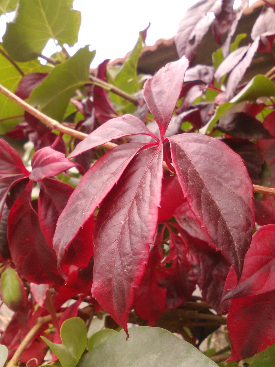 vasy13ionela's tweet photo. #leaves , #rustyleaves , #brickleaves , #reddishleaves , #leavesofbrass , #coppercolored , #brown , #green , #ivy , #autumn , #fall , #nature #π³ #π #π #π #π· https://t.co/eT4jy9RG3T