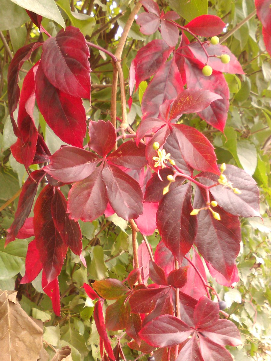 vasy13ionela's tweet photo. #leaves , #rustyleaves , #brickleaves , #reddishleaves , #leavesofbrass , #coppercolored , #brown , #green , #ivy , #autumn , #fall , #nature #π³ #π #π #π #π· https://t.co/eT4jy9RG3T