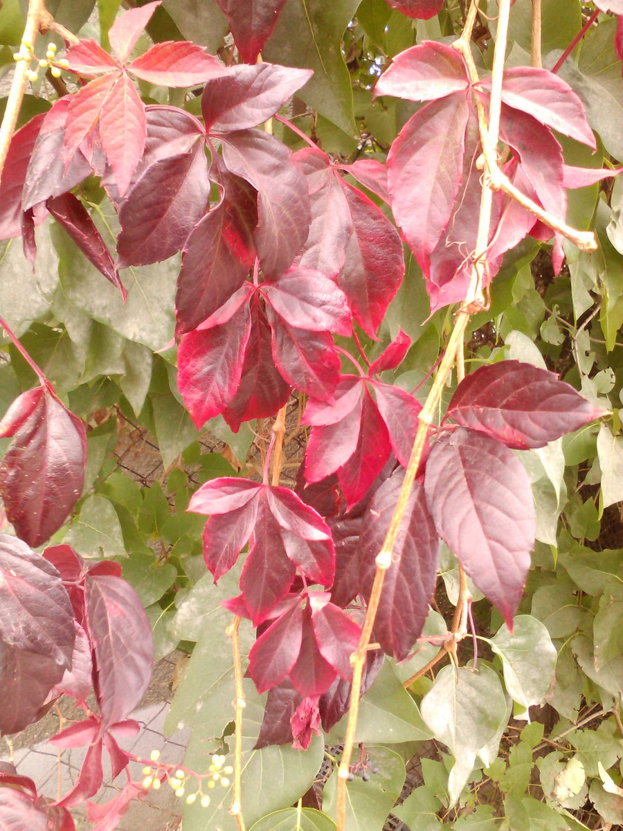 vasy13ionela's tweet photo. #leaves , #rustyleaves , #brickleaves , #reddishleaves , #leavesofbrass , #coppercolored , #brown , #green , #ivy , #autumn , #fall , #nature #π³ #π #π #π #π· https://t.co/Zn6kKq3jLp