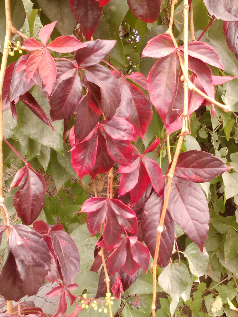 vasy13ionela's tweet photo. #leaves , #rustyleaves , #brickleaves , #reddishleaves , #leavesofbrass , #coppercolored , #brown , #green , #ivy , #autumn , #fall , #nature #π³ #π #π #π #π· https://t.co/eT4jy9RG3T