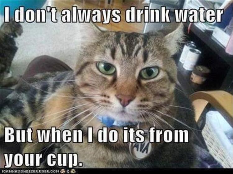 Tee_market's tweet photo. Bad cat 😂😂
#Caturday #CatsOfTwitter #cat #fuunycat #funnyexpression #hilarious #cats #Kitty #kitten #SundayMotivation #SundayThoughts #bossycat #drinking #coffee #innocentcat #cute #kitten #meow #cat #funnycat #instacat #catsofinstagram #crazycat #RT https://t.co/4LDwCPAHE3