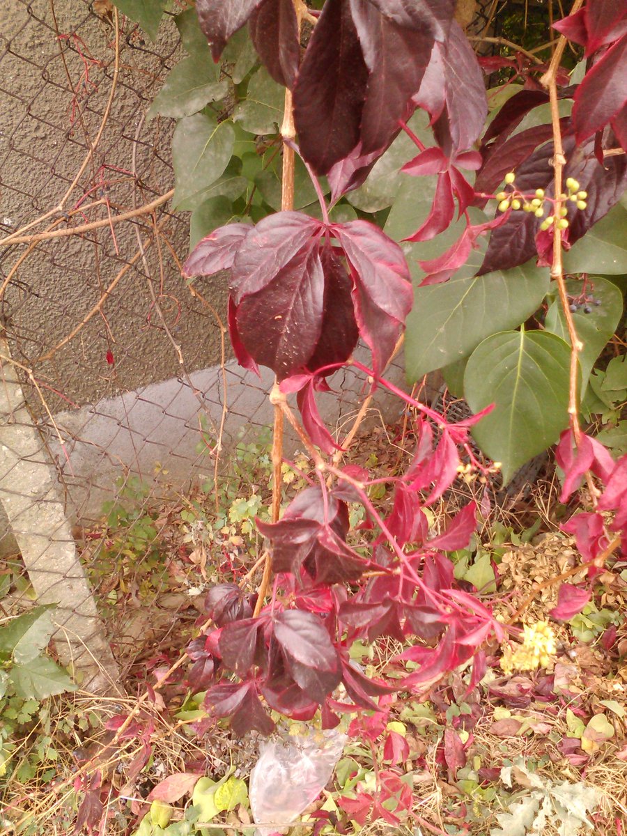 vasy13ionela's tweet photo. #leaves , #rustyleaves , #brickleaves , #reddishleaves , #leavesofbrass , #coppercolored , #brown , #green , #ivy , #autumn , #fall , #nature #π³ #π #π #π #π· https://t.co/Zn6kKq3jLp