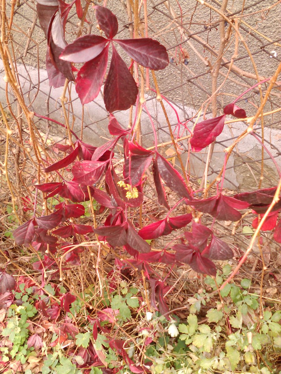 vasy13ionela's tweet photo. #leaves , #rustyleaves , #brickleaves , #reddishleaves , #leavesofbrass , #coppercolored , #brown , #green , #ivy , #autumn , #fall , #nature #π³ #π #π #π #π· https://t.co/Zn6kKq3jLp