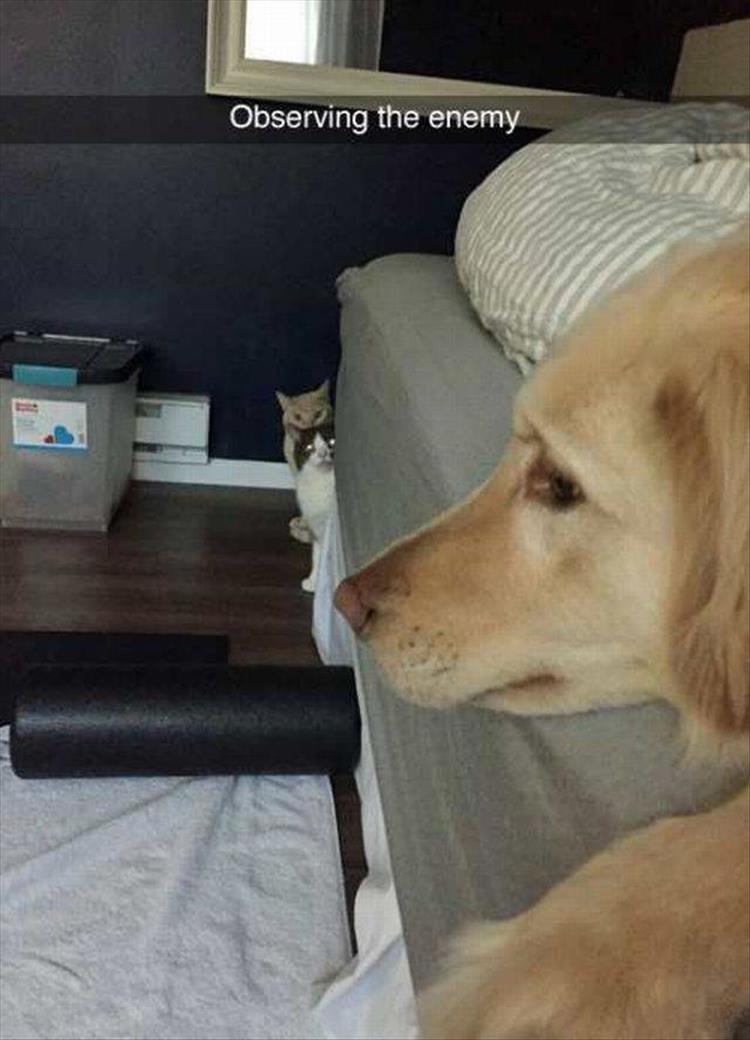Tee_market's tweet photo. Afraid 🐶🐶
#Caturday #CatsOfTwitter #cat #fuunycat #funnyexpression #hilarious #cats #Kitty #kitten #SundayMotivation #SundayThoughts #bossycat #innocentdog #cute #kitten #meow #cat #funnycat #instacat #catsofinstagram #crazycat #RT #bullydog #catsanddog #dogsoftwitter #meme https://t.co/5yI4mOISkC