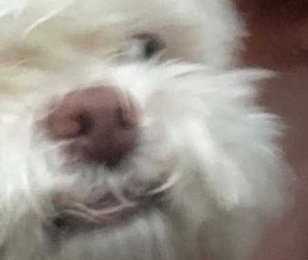 biteme_dooboo's tweet photo. 뭐??? 지금 주말 더블샘플 이벤트중이라고??? 화요일날 몇쪼가리 더 먹으려면 엄마한테 지금 사달라고 졸라야한다고 본다?? 헤헤ㅎㅎ 글고 바잇미 싸이트 간식 사진도 새로 찍었으니까 것두 구경좀 해보고??? https://t.co/4AvuJ9TWqf https://t.co/0uuKTkfD9w