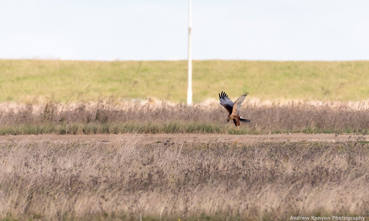 Noynek's tweet photo. In for the kill. #MarshHarrier dropping onto prey at @Natures_Voice Wallasea Island yesterday. #LongWayOff https://t.co/Mrctg2v5Iu