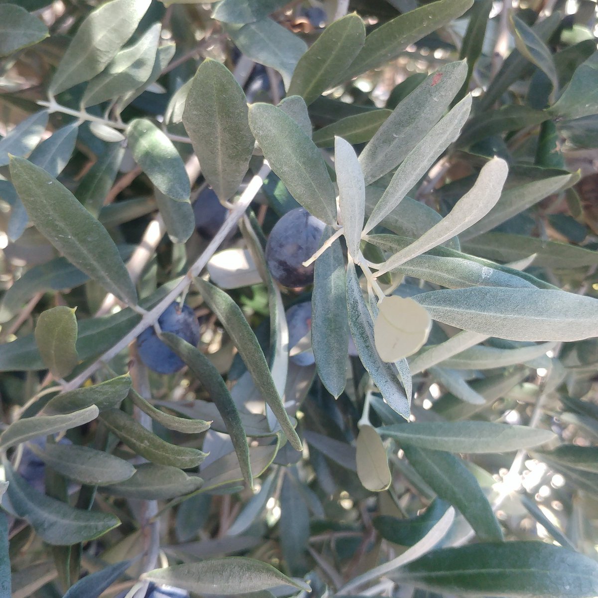 Tazecik dalında zeytinler