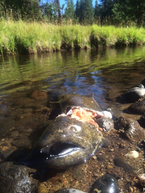 MattKaylor5's tweet photo. @Liebichthy @OccupyRivers @greatlakescisco Here are a few! https://t.co/lD5cM975Xi