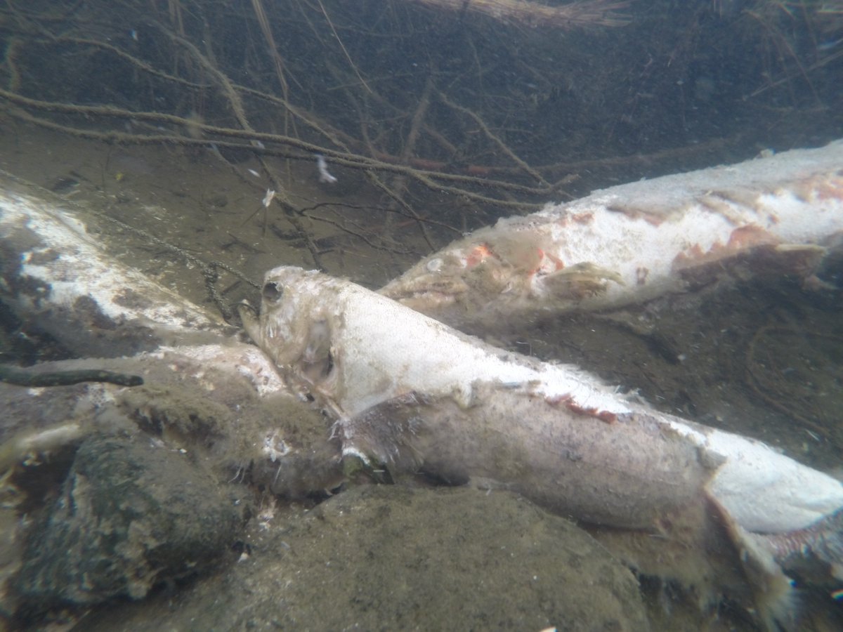 MattKaylor5's tweet photo. @Liebichthy @OccupyRivers @greatlakescisco Here are a few! https://t.co/lD5cM975Xi