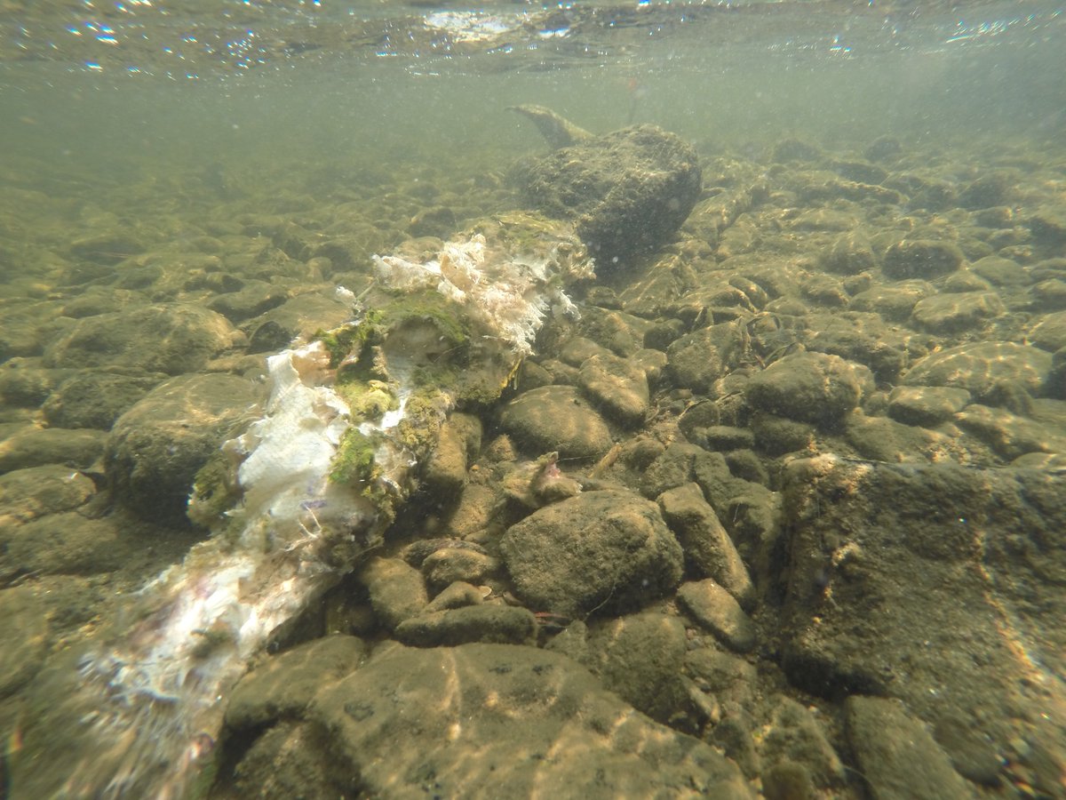 MattKaylor5's tweet photo. @Liebichthy @OccupyRivers @greatlakescisco Here are a few! https://t.co/lD5cM975Xi