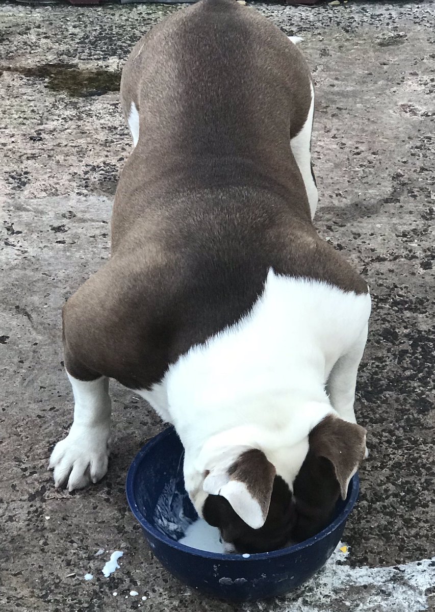 NOBLEAKS's tweet photo. Nothing like a bowl of kefir after a long early Morning walk #OldeEnglishbulldogge https://t.co/S9ueDNwYs6