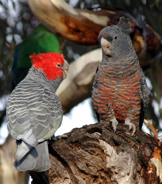 BettyBirdLovers's tweet photo. #parrotpuppy #parrotindominican #parrotdrone #parrotcovebarandgrill #parrotos #parrotbird #parrotpattern #parrotsecurity #parrotainment #parrotsunconure #parrotselfie #parrotinstagram #parrotpet #parrotaddict #parrotslover https://t.co/ZoKujUCd03