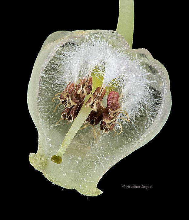 angelantics's tweet image. A sectioned strawberry tree (Arbutus unedo) flower shows anthers with a pair of pores at their tip – typical of buzz-pollinated flowers. You can hear bumblebees do just this on Arbutus flowers