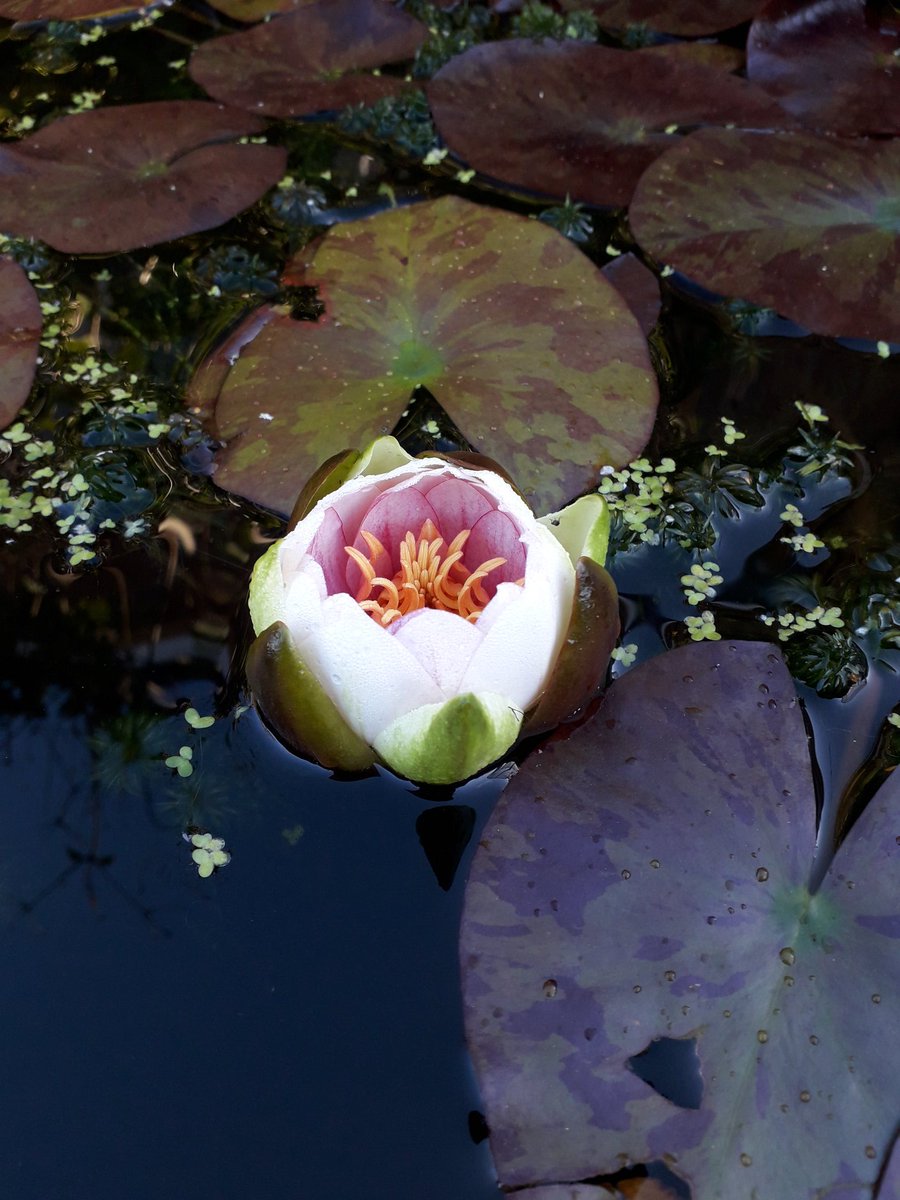 Suwen_He's tweet photo. My water lily is blooming! Together with the cherry blossom! #loveUKweather @metoffice @bbcweather https://t.co/WLXF8aDfwW
