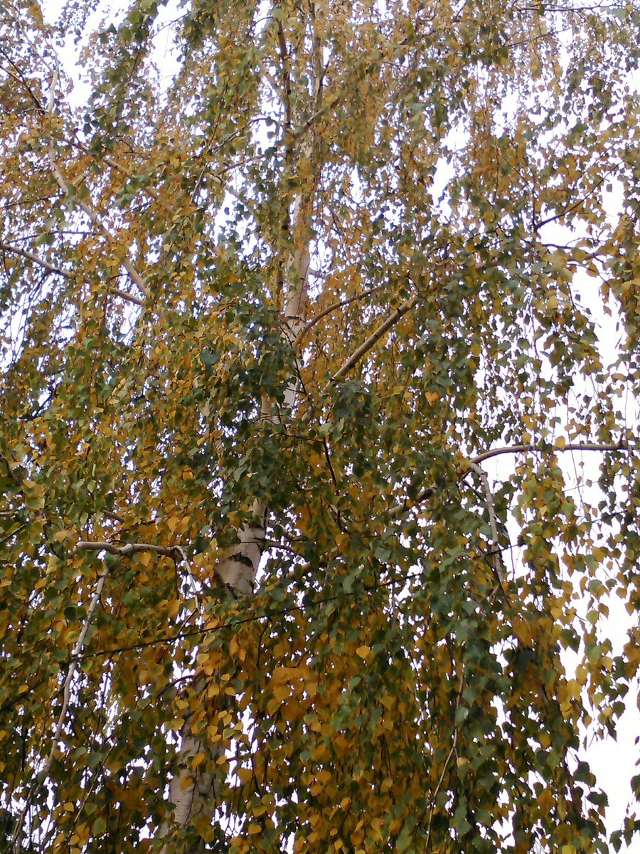 vasy13ionela's tweet photo. #20181028 , #trees , #leaves , #rustyleaves , #brickleaves , #reddishleaves , #leavesofbrass , #coppercolored , #brown , #green , #sky , #graysky , #autumn , #fall , #nature #π³ #π #π #π #π· https://t.co/XM4bkjTq5j