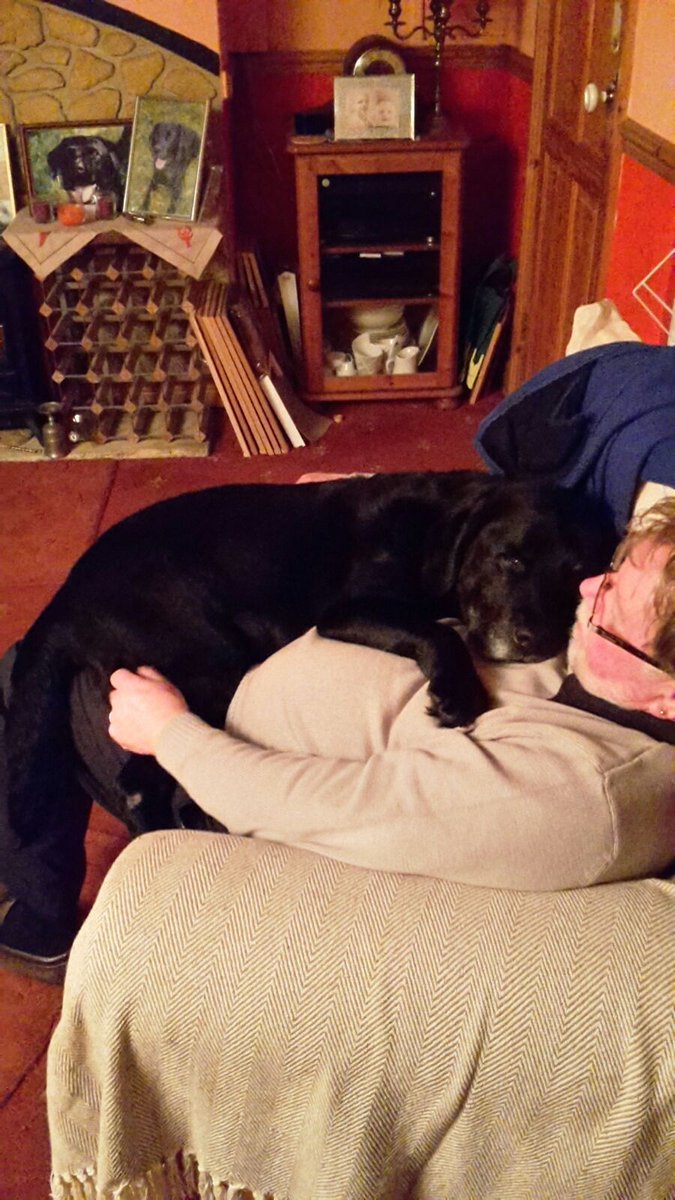 FurbabyPrince's tweet photo. @ThoughtsOfRally Me Luvs hudads, he calls me his #laplab 😘😘 https://t.co/tVG1gbxzYR