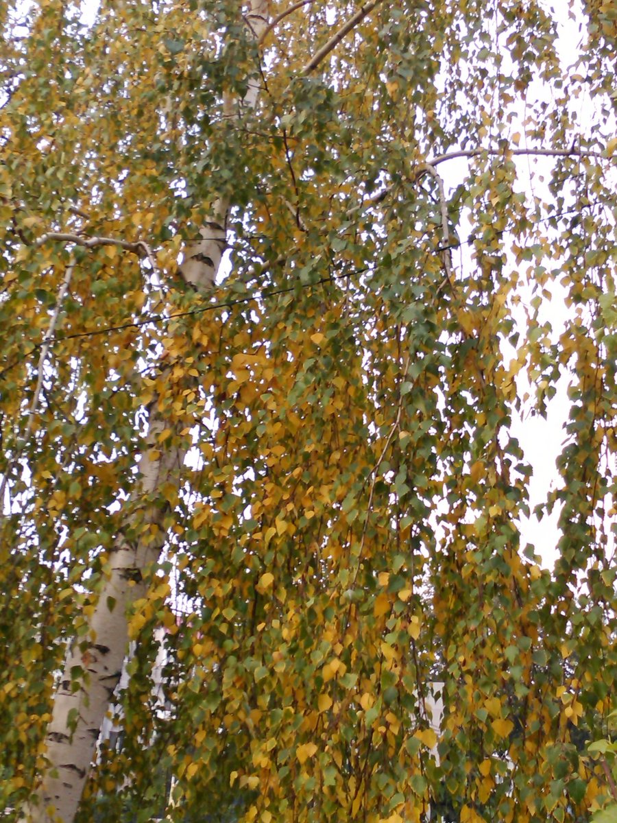 vasy13ionela's tweet photo. #20181028 , #trees , #leaves , #rustyleaves , #brickleaves , #reddishleaves , #leavesofbrass , #coppercolored , #brown , #green , #sky , #graysky , #autumn , #fall , #nature #π³ #π #π #π #π· https://t.co/XM4bkjTq5j