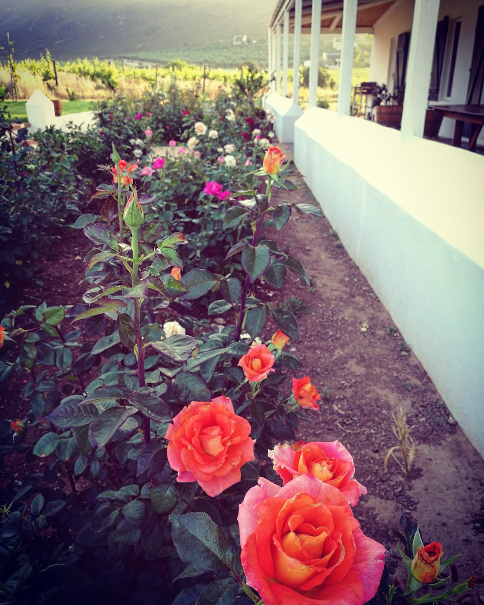 Stop and smell the roses at Orange Grove Farm #rose #relaxenjoyexperience #5star #luxury #accommodation #robertsonwinevalley